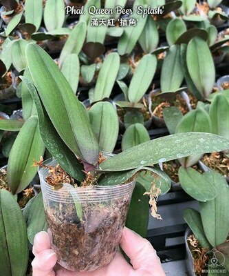 Phal. Queen Beer 'Splash' 2.5"