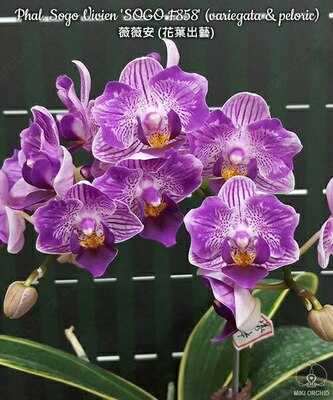 Phal. Sogo Vivien ‘SOGO F858’ (variegata & peloric) 2.5″