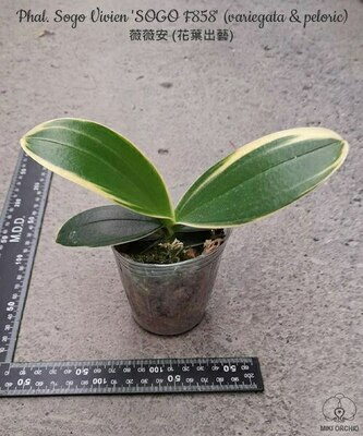 Phal. Sogo Vivien ‘SOGO F858’ (variegata & peloric) 2.5″