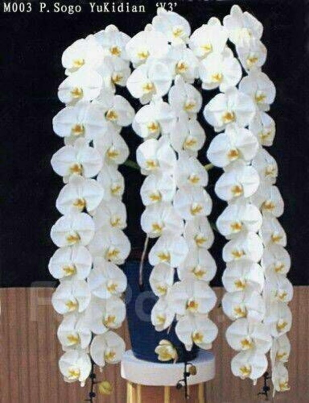 Phal. Sogo Yukidian 'V3' цветок около 12см 2.5