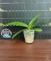 Phal. Sogo Yukidian 'V3' цветок около 12см 2.5
