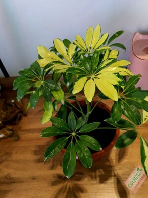 Шафлера вариегатная