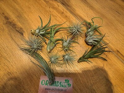 Тилляндсия