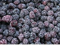 Muzlatilgan blackberry