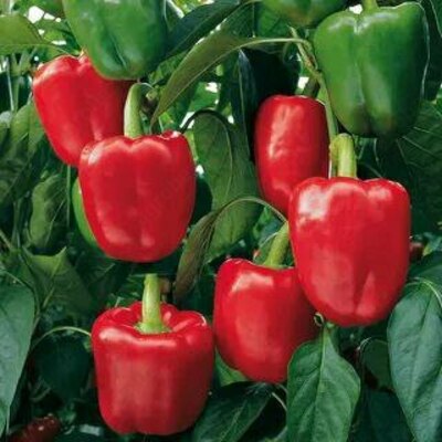 саженце перец калифорнийское чудо f1