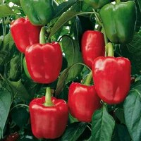 саженце перец калифорнийское чудо f1