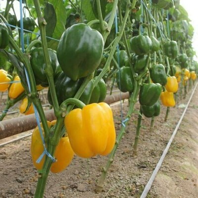 саженце перец калифорнийское чудо f1