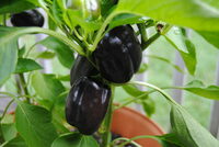 саженце перец чёрный акула