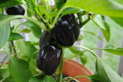 Qora akula qalampiri ko'chatlari