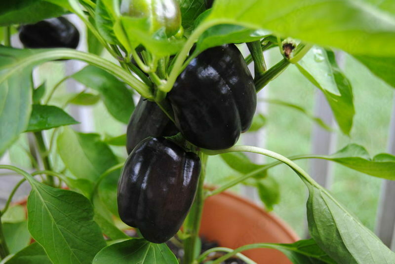 саженце перец чёрный акула