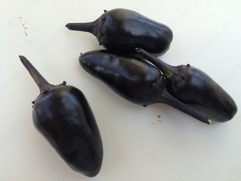 саженце перец чёрный акула