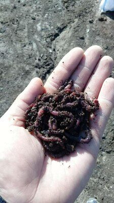 Калифорнийский красный дождевой червь