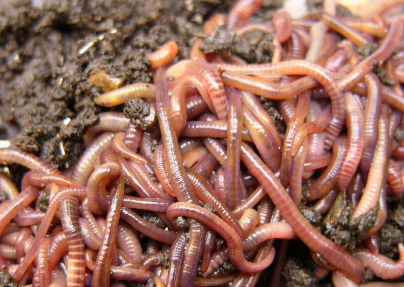 Калифорнийский красный дождевой червь