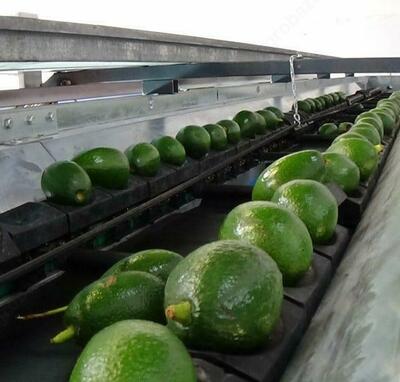 Янги мева/сабзавот учун "FUTURA" юқори технологияли саралаш/калибрлаш линиялари