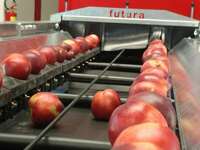 Янги мева/сабзавот учун "FUTURA" юқори технологияли саралаш/калибрлаш линиялари