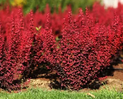 Red Rocket barbaris ko'chati