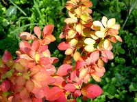 Barbaris mariya butasi