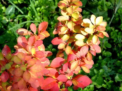 Barbaris mariya butasi