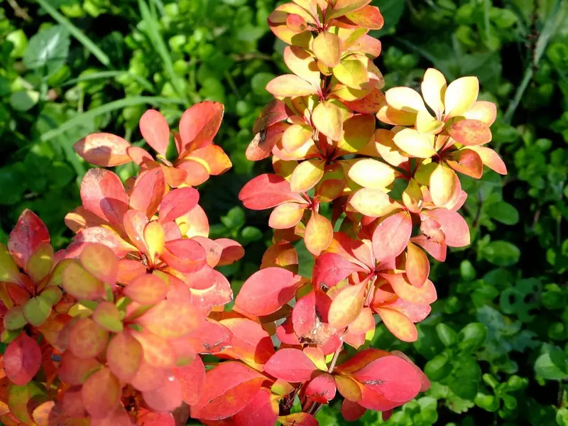 Barbaris mariya butasi