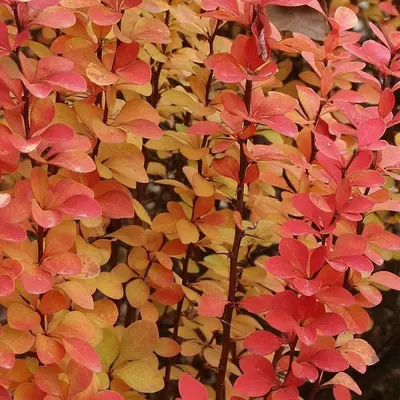 Barbaris mariya butasi