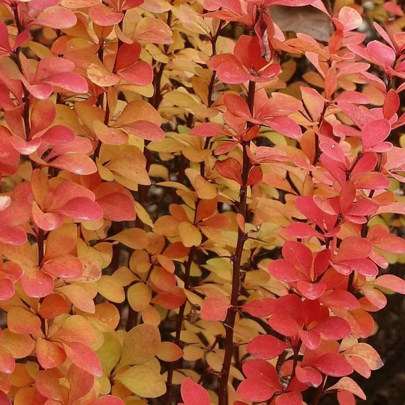 Barbaris mariya butasi