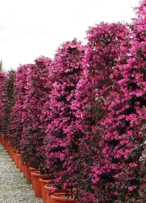 Xitoy Loropetalumi butasi