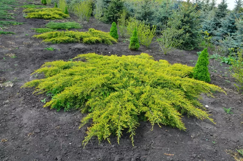 O'rmalovchi kazak mojjevelnigi AUREA ko'chati