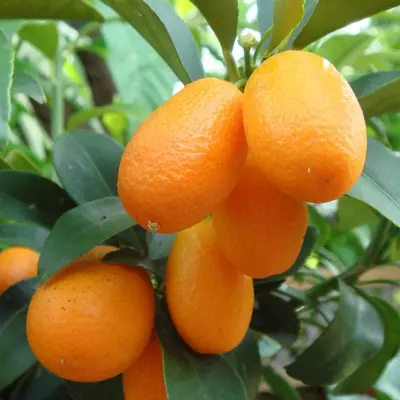 Kumquat ko'chati