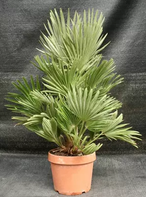 Саженец Пальма Хамеропс