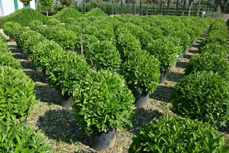 Кустарник Калина лицидум