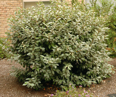 Elaeagnus