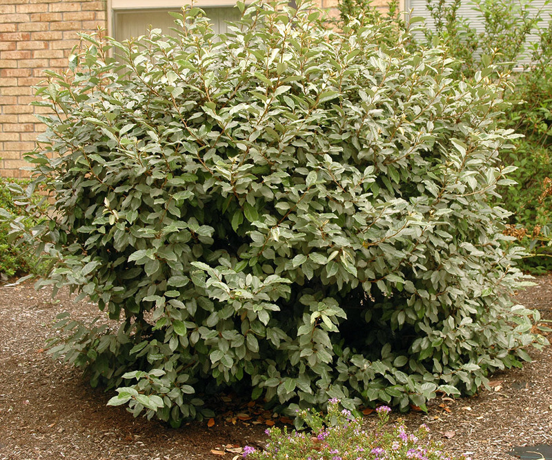 Elaeagnus