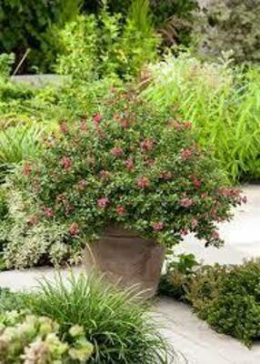 Кустарник эскаллония