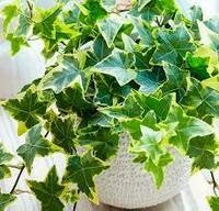 Hedera butasi
