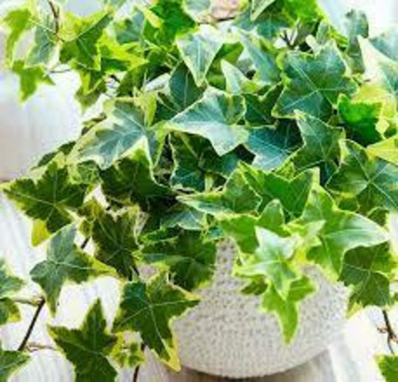 Hedera butasi
