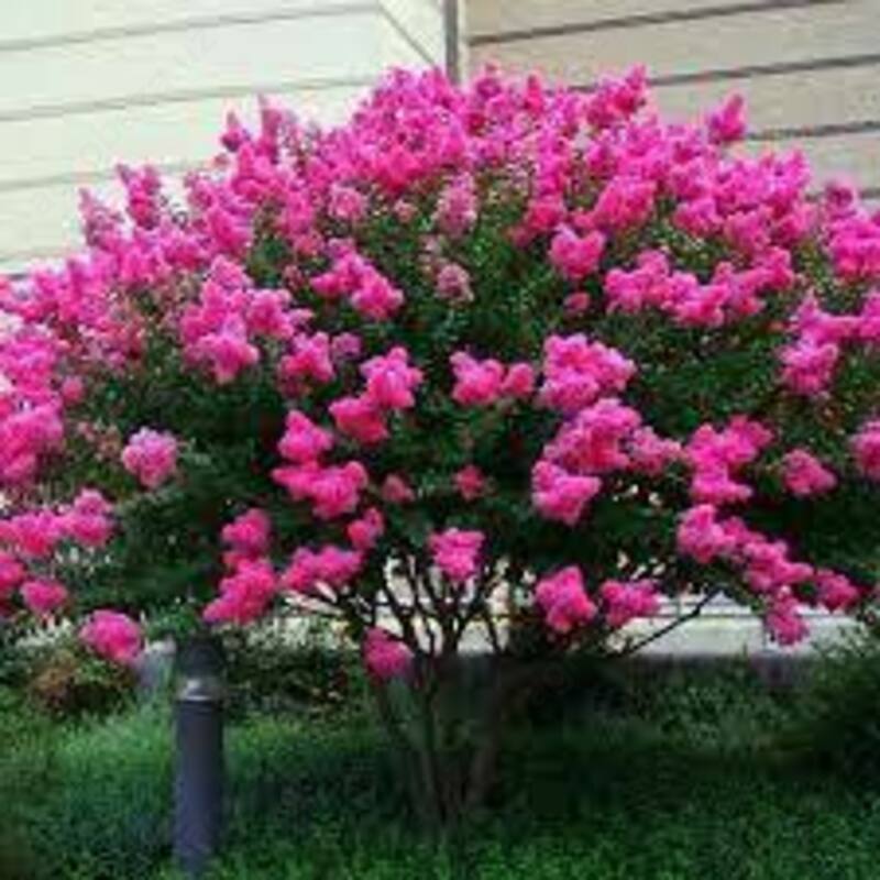 Индийская сирень