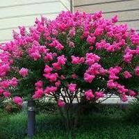 Индийская сирень