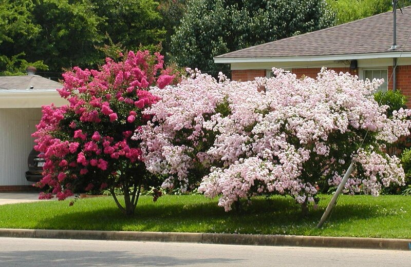 Индийская сирень