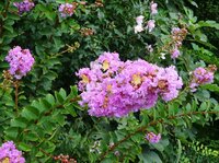 Индийская сирень