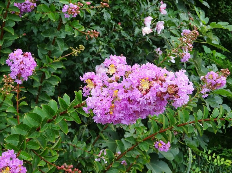 Индийская сирень