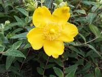 Hypericum