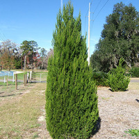 Juniperus