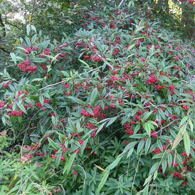 Кизильник иволистный