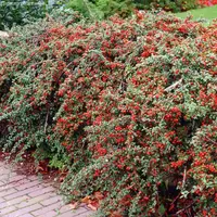 Кизильник иволистный