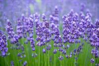 Кусты Лаванда