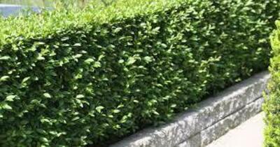 Бирючина Японская