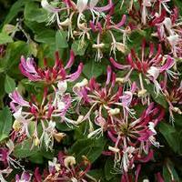 Lonicera