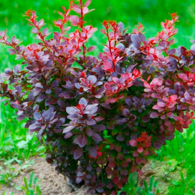 Барбарис Танбера