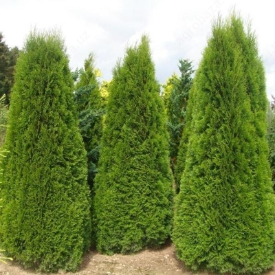 Thuja