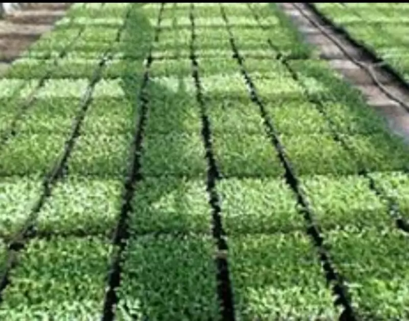 Ko'chatga kassetasi 72 yacheykali